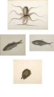 19th century Indian watercolors of fish