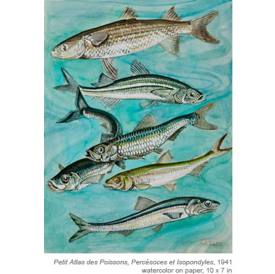 Watercolors of Fish by Charles Yver
