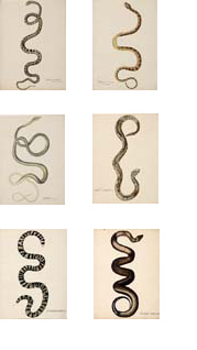 19th Century French Watercolors of Snakes